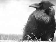 The Big Click issue 18: Bête NOIR